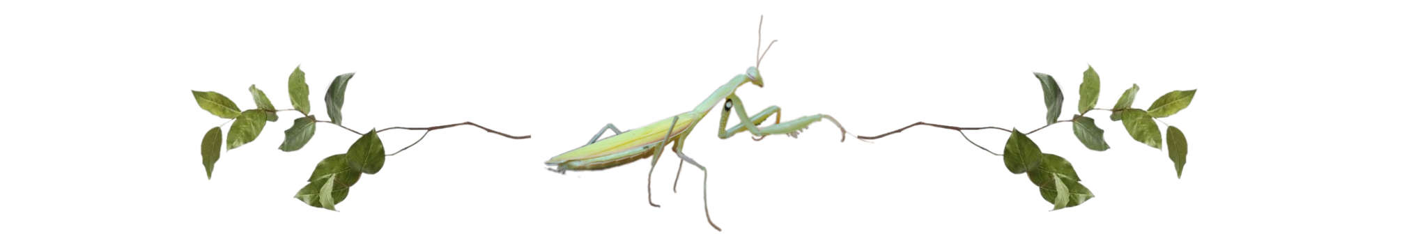 a divider image of a preying mantis with decorative flourishes of leaves on either side of her